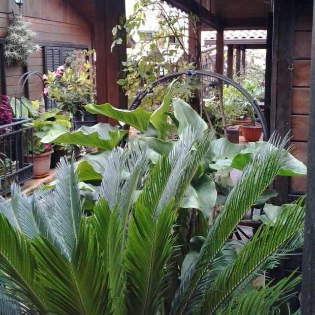 Cabanas Valle Verde Moya  Екстериор снимка